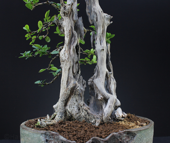 Privet Bonsai Carving 3 Trunks Into 1